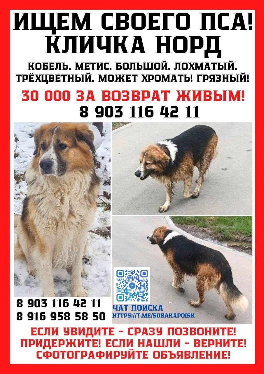Найденная собака в Химках Найдена собака в Химках — фото объявления