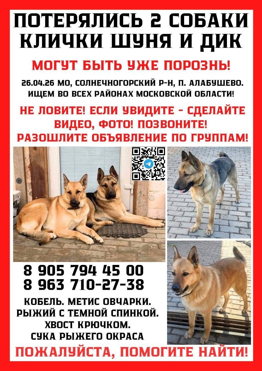 Найденная собака в Химках Найдена собака в Химках — фото объявления