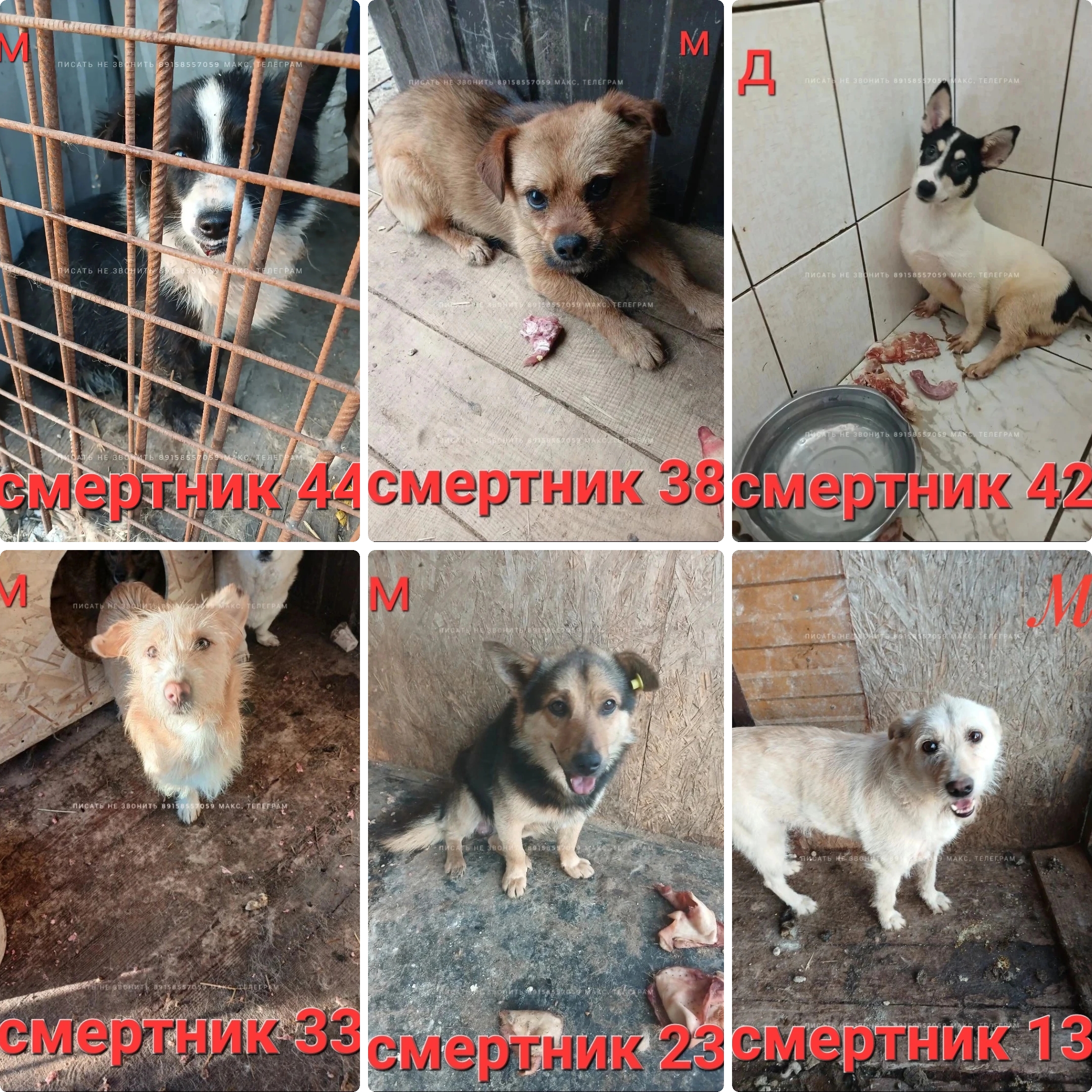 Объявление о питомце в Химках Объявление о питомце в Химках — фото объявления