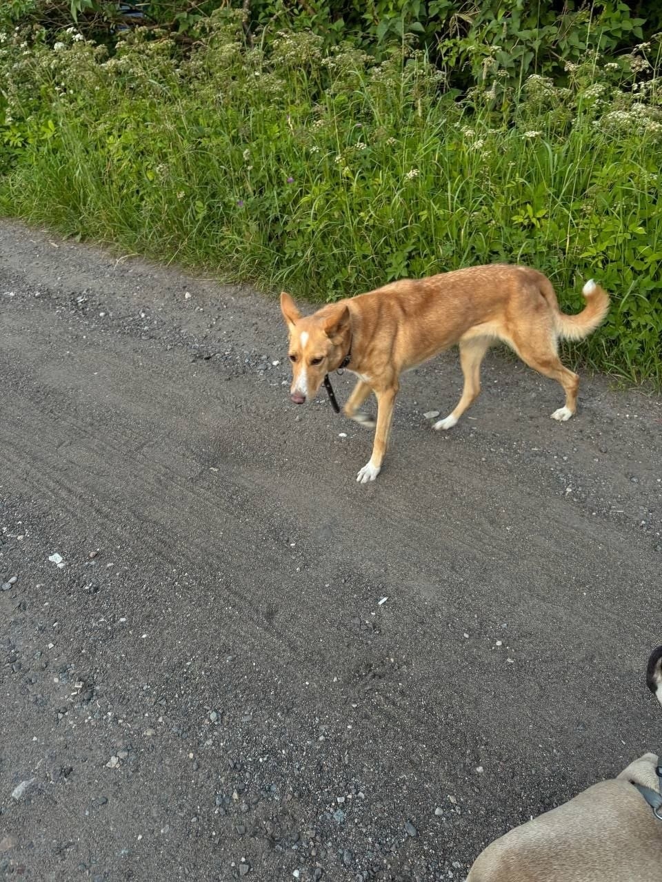 Найденная собака в Химках Найдена собака в Химках — фото объявления