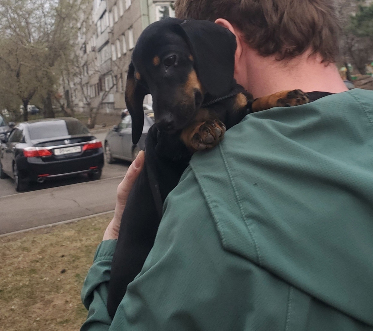 Найденная собака в Красноярске Найдена собака в Красноярске — фото объявления