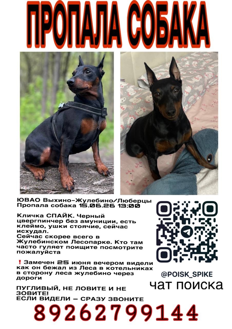 Найденная собака в Люберцах Найдена собака в Люберцах — фото объявления