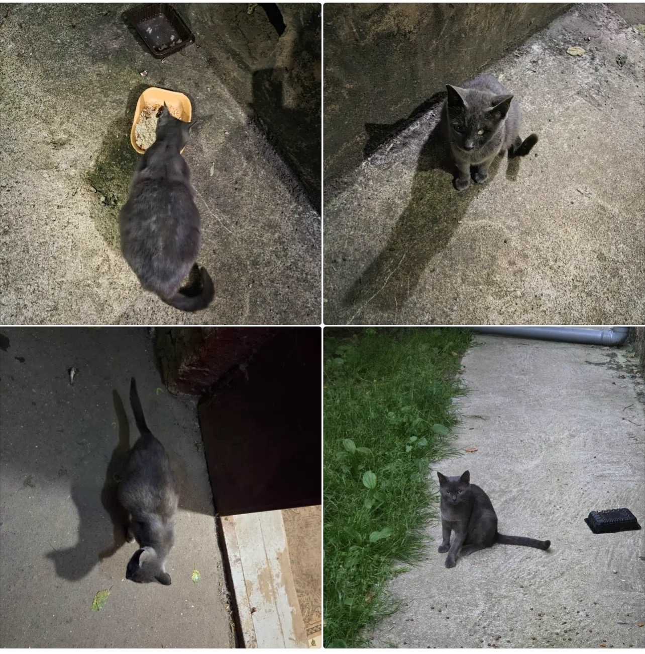 Найденная кошка в Красногорске Найдена кошка в Красногорске — фото объявления