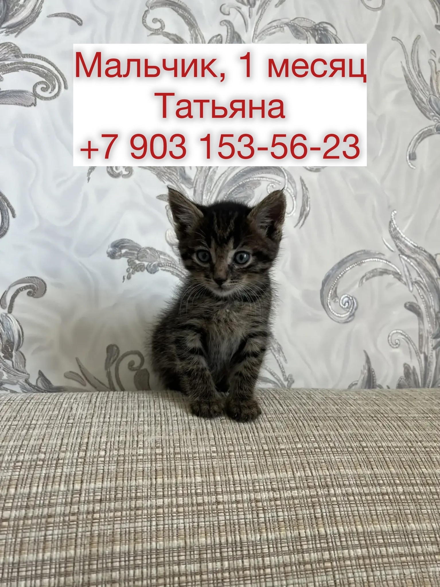 Объявление о питомце в Красногорске Объявление о питомце в Красногорске — фото объявления