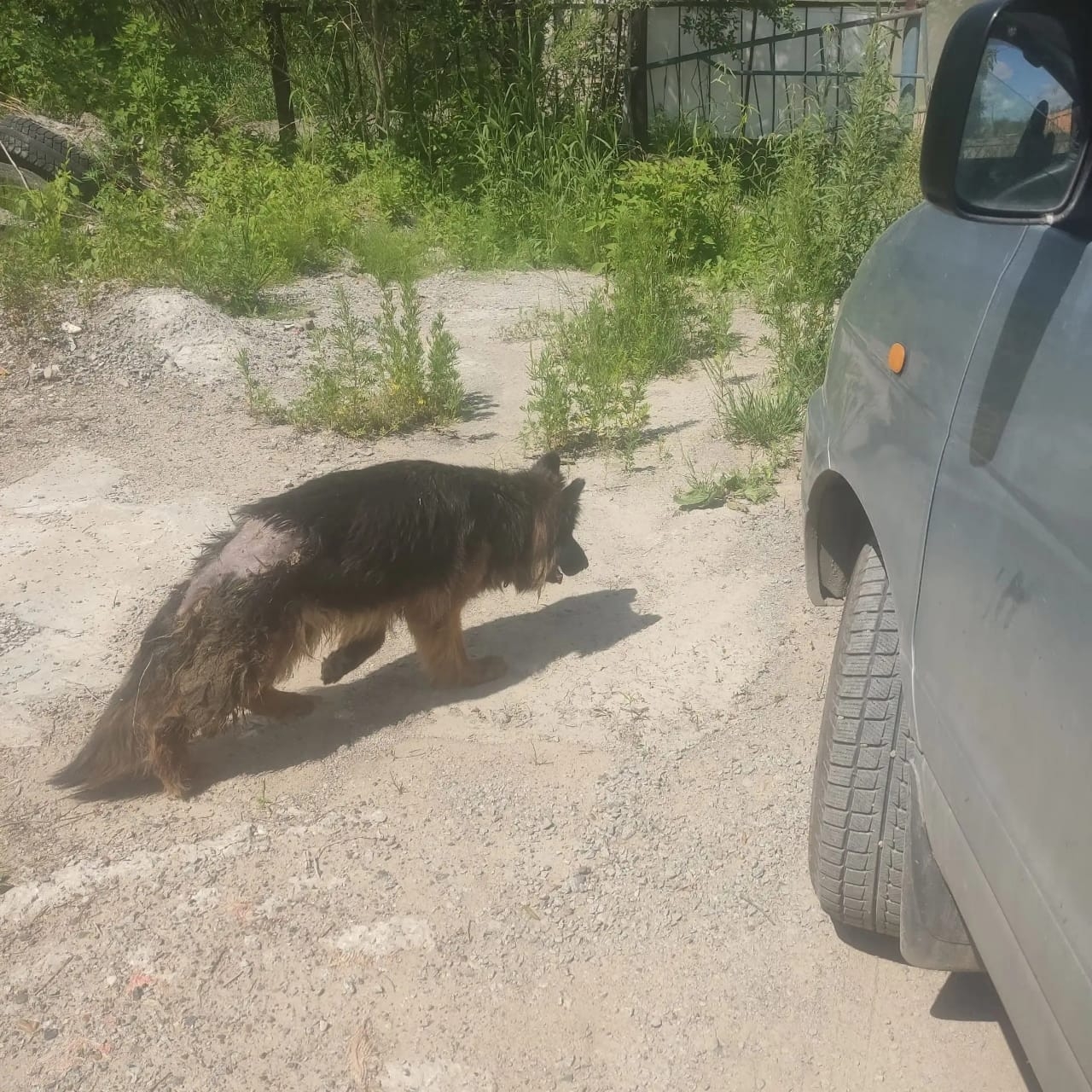 Найденная собака в Хабаровске Найдена собака в Хабаровске — фото объявления