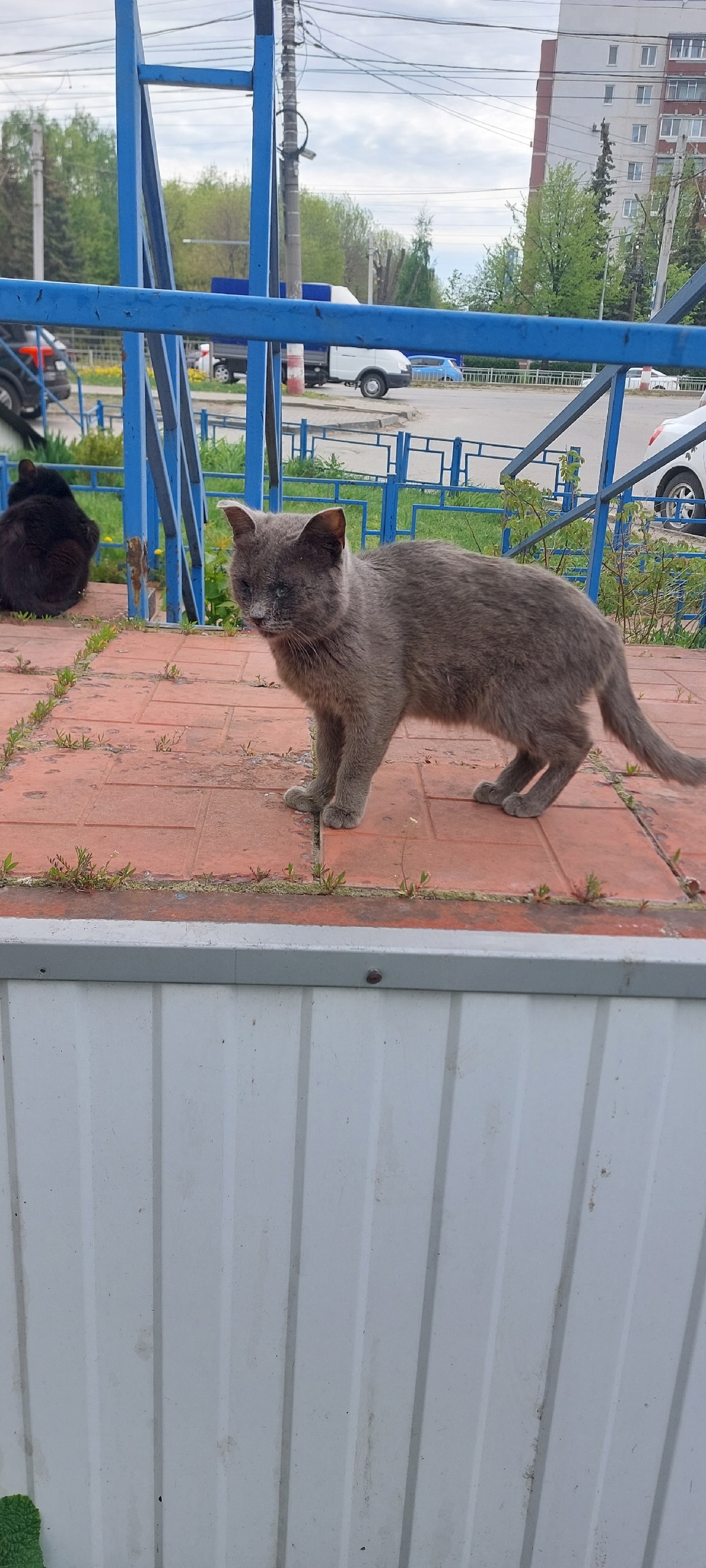 Найденная кошка в Ульяновске Найдена кошка в Ульяновске — фото объявления