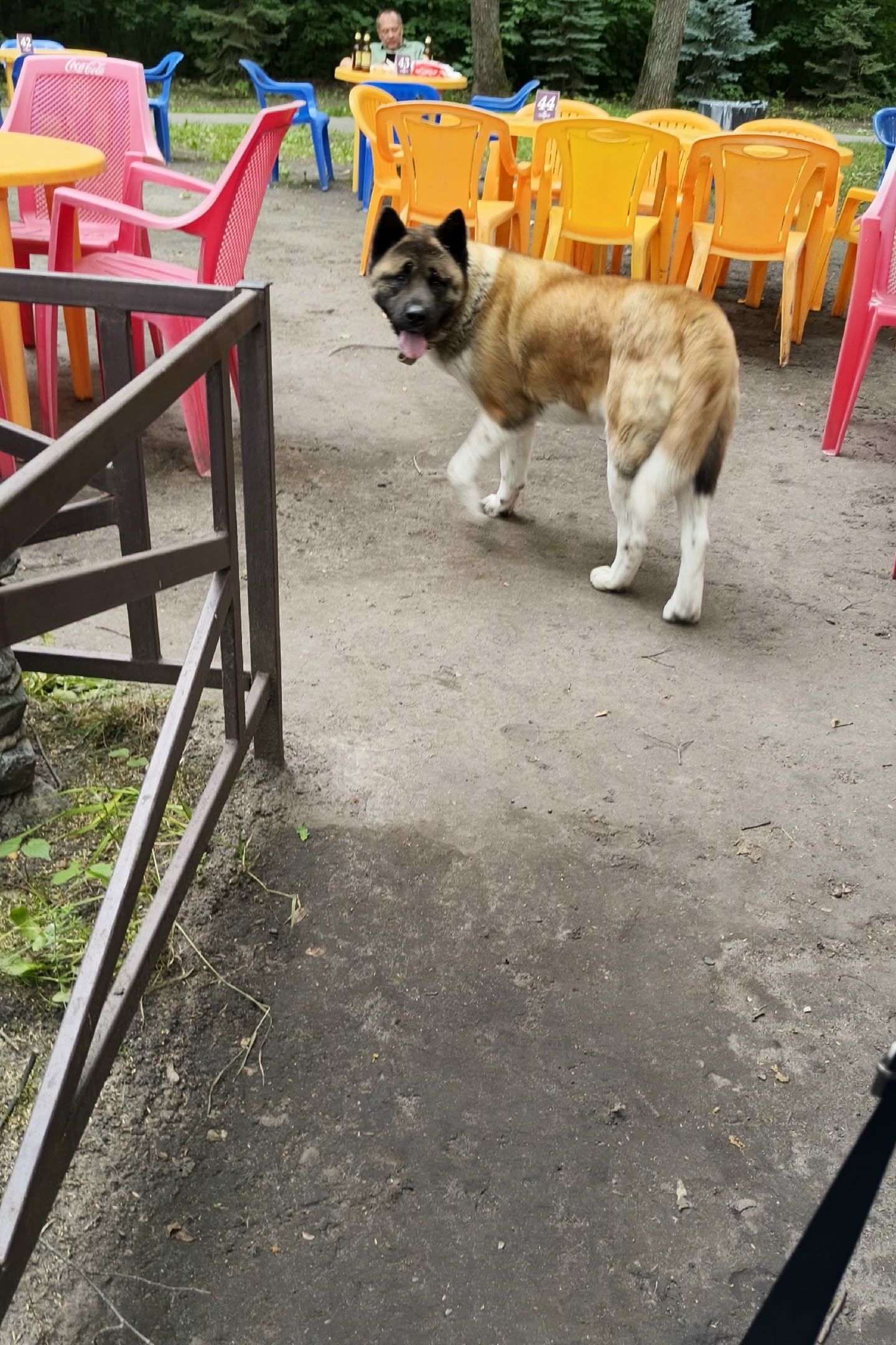 Объявление о питомце в Ульяновске Объявление о питомце в Ульяновске — фото объявления