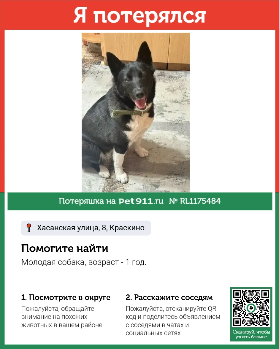 Найденная собака в Владивостоке Найдена собака в Владивостоке — фото объявления