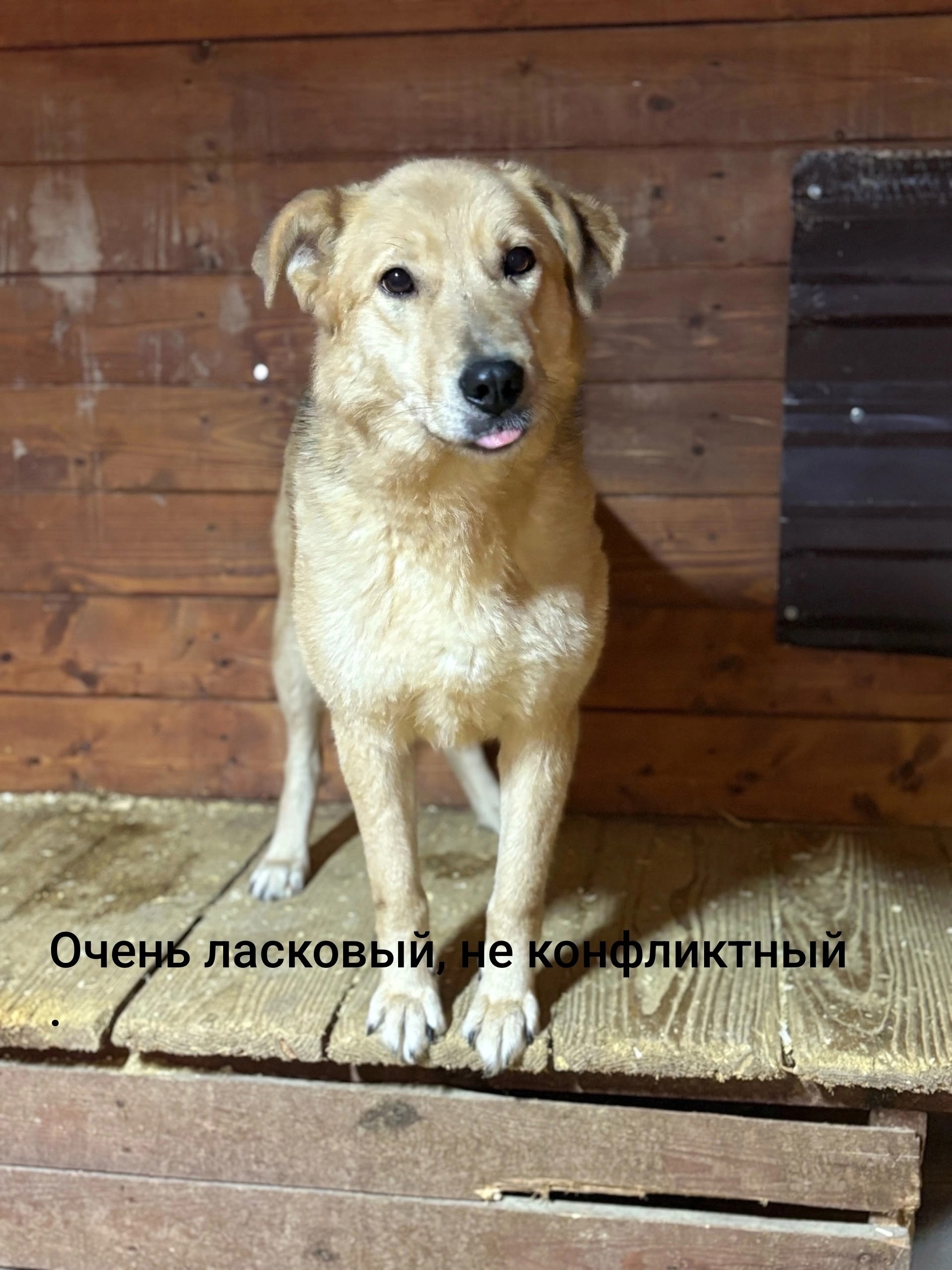 Найденная собака в Ярославле Найдена собака в Ярославле — фото объявления