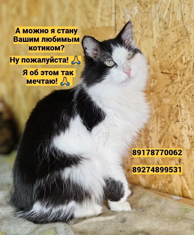 Найденная собака в Набережных Челнах Найдена собака в Набережных Челнах — фото объявления