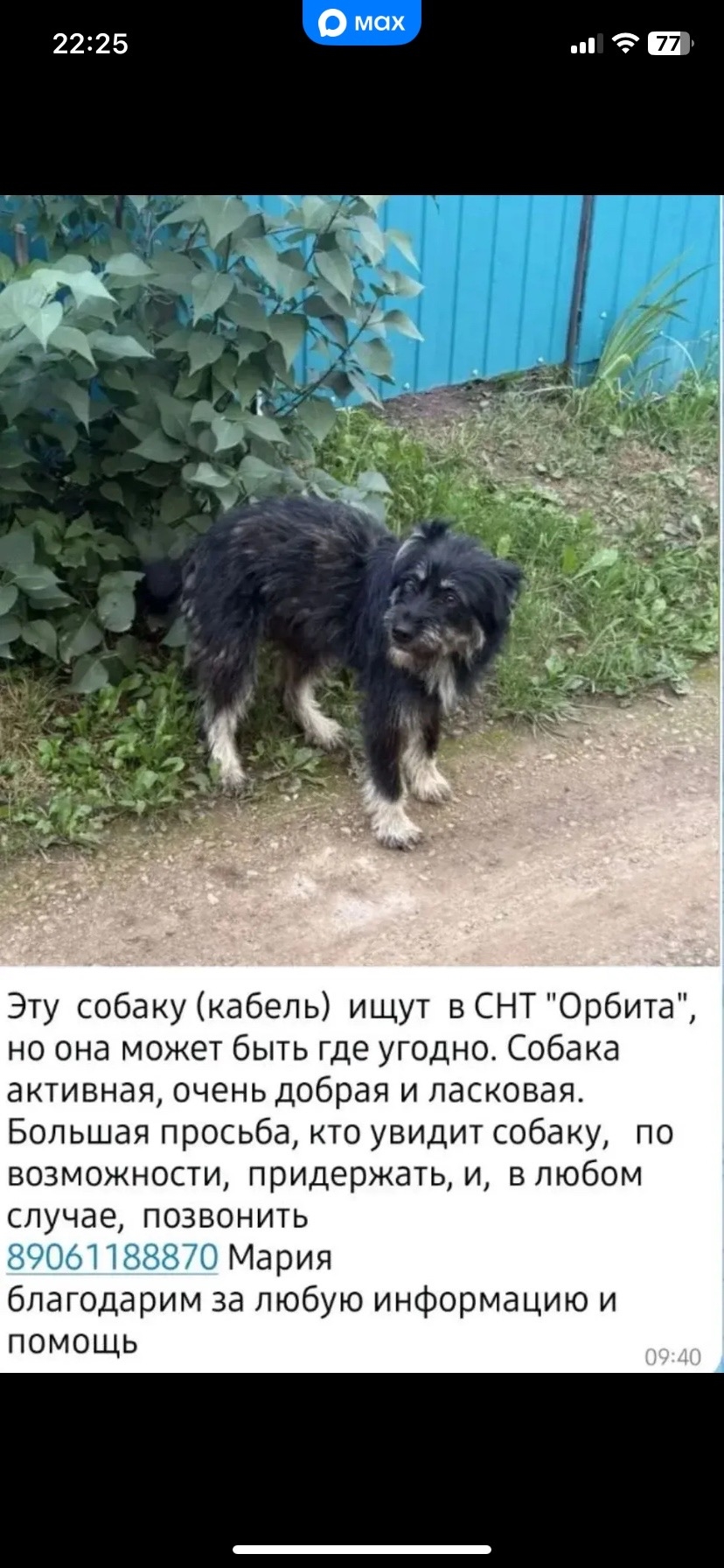 Найденная собака в Набережных Челнах Найдена собака в Набережных Челнах — фото объявления