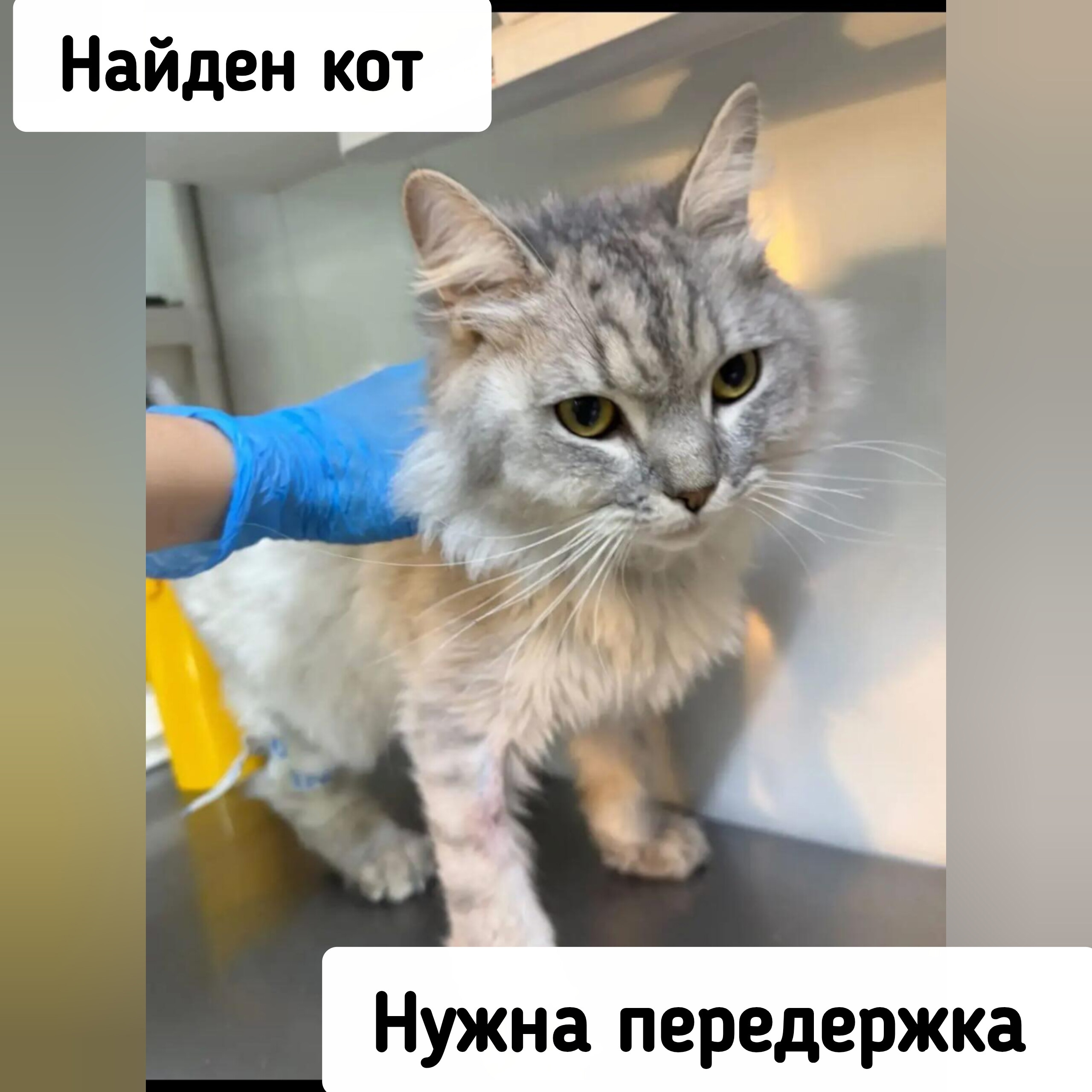 Найденная собака в Ставрополе Найдена собака в Ставрополе — фото объявления