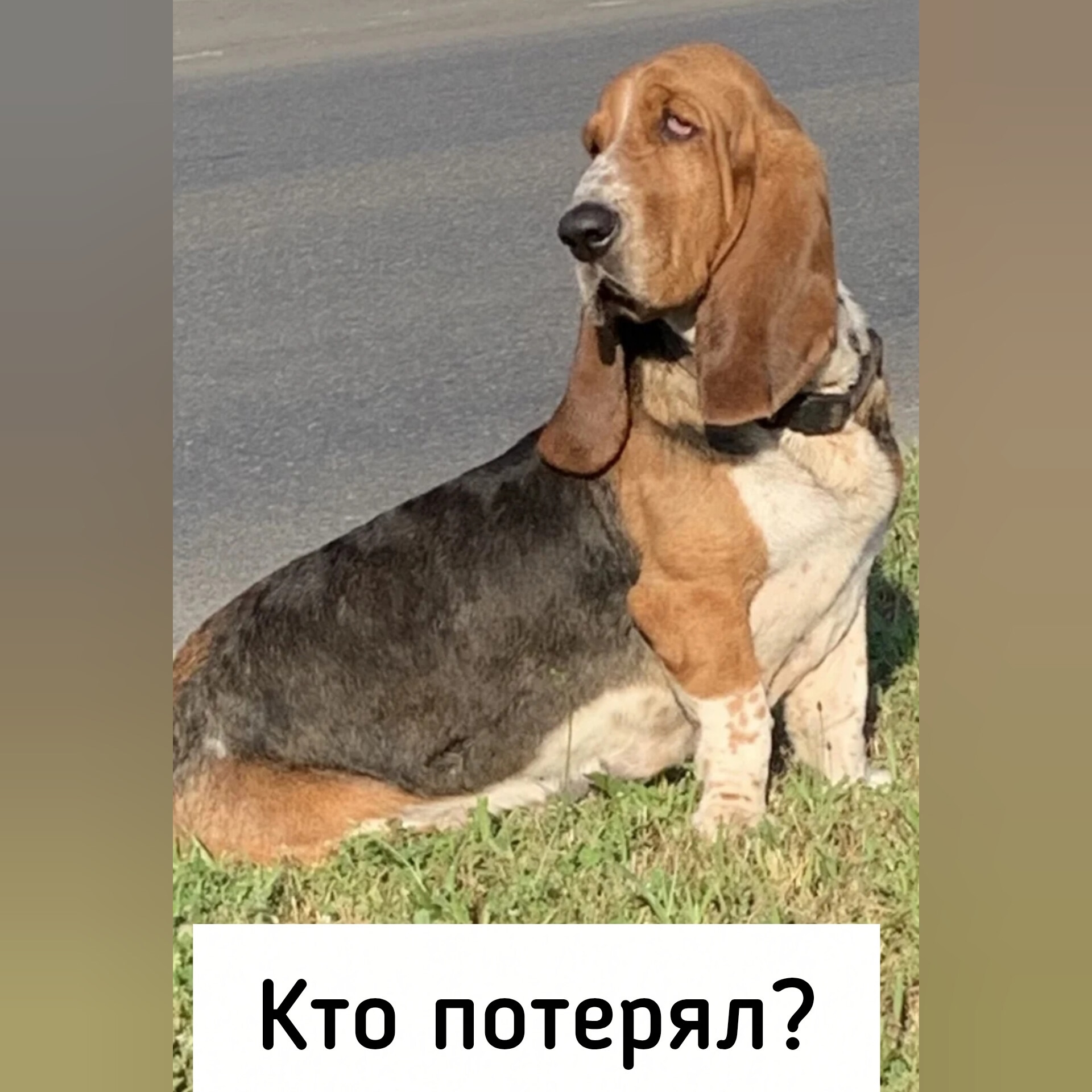 Найденная собака в Ставрополе Найдена собака в Ставрополе — фото объявления