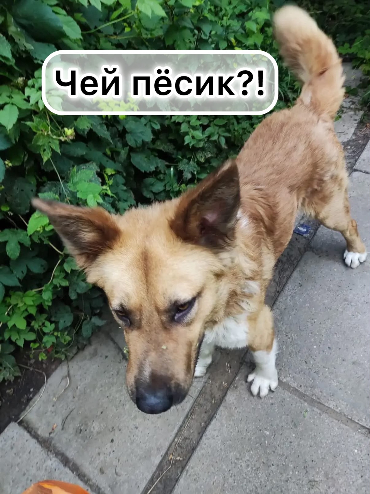 Найденная собака в Ставрополе Найдена собака в Ставрополе — фото объявления