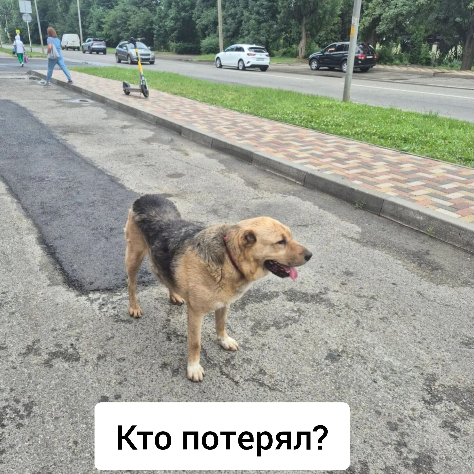 Найденная собака в Ставрополе Найдена собака в Ставрополе — фото объявления