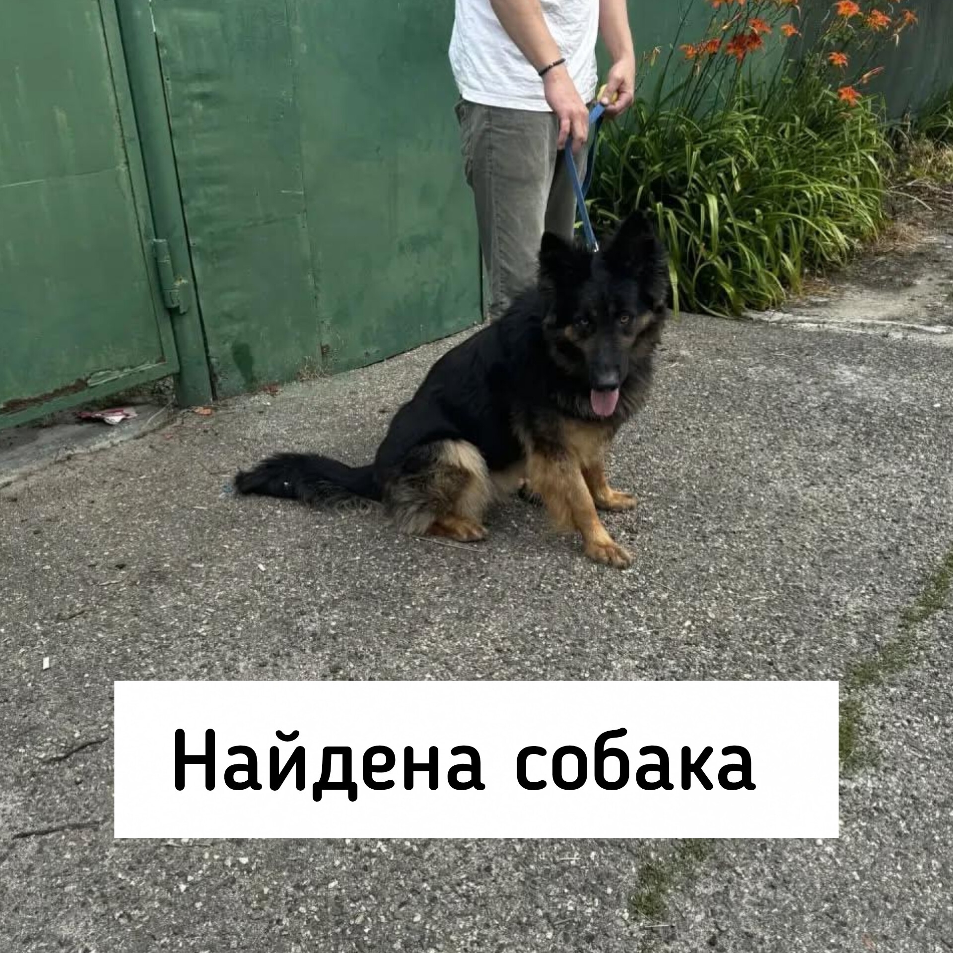 Найденная собака в Ставрополе Найдена собака в Ставрополе — фото объявления