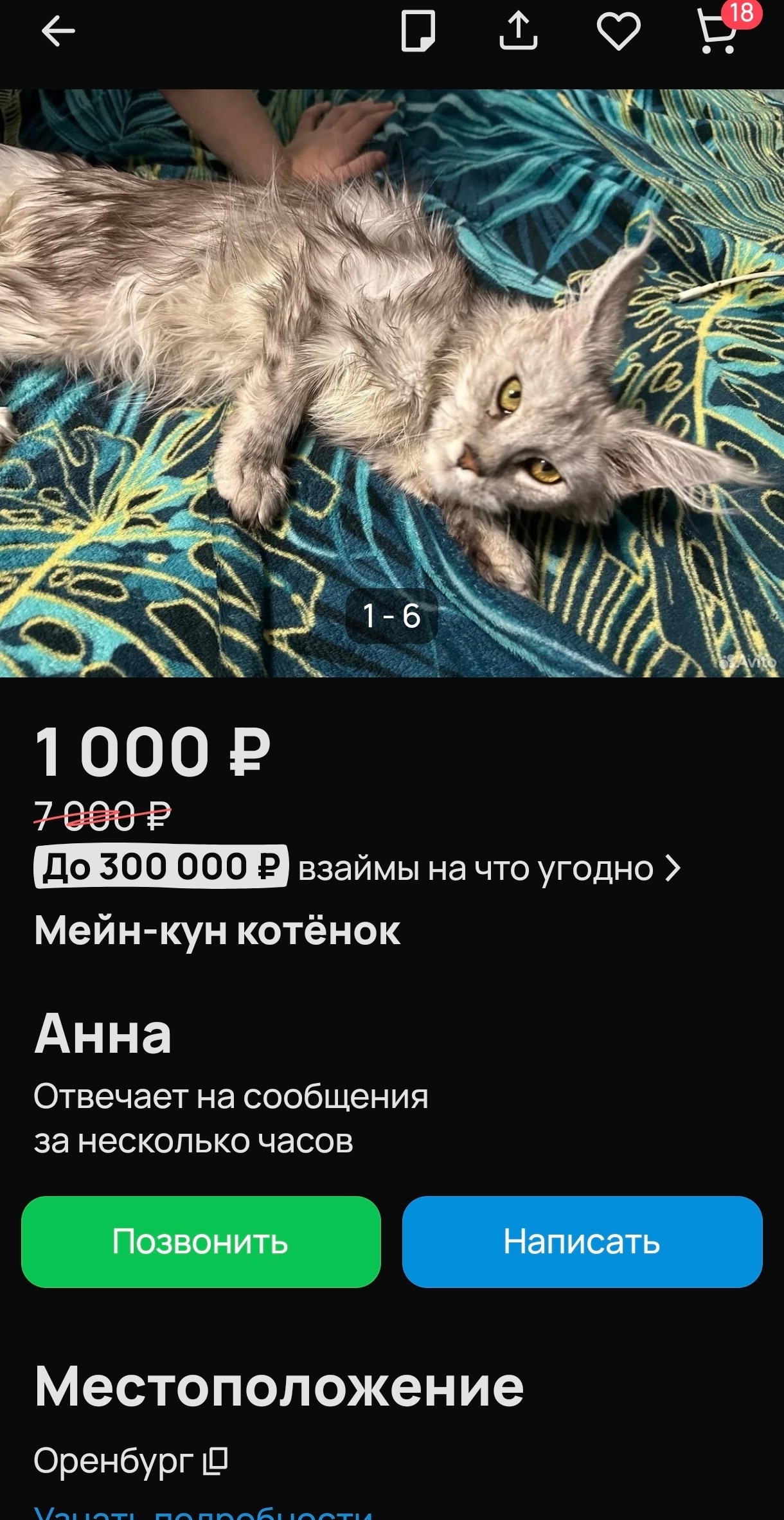 Объявление о питомце в Оренбурге Объявление о питомце в Оренбурге — фото объявления