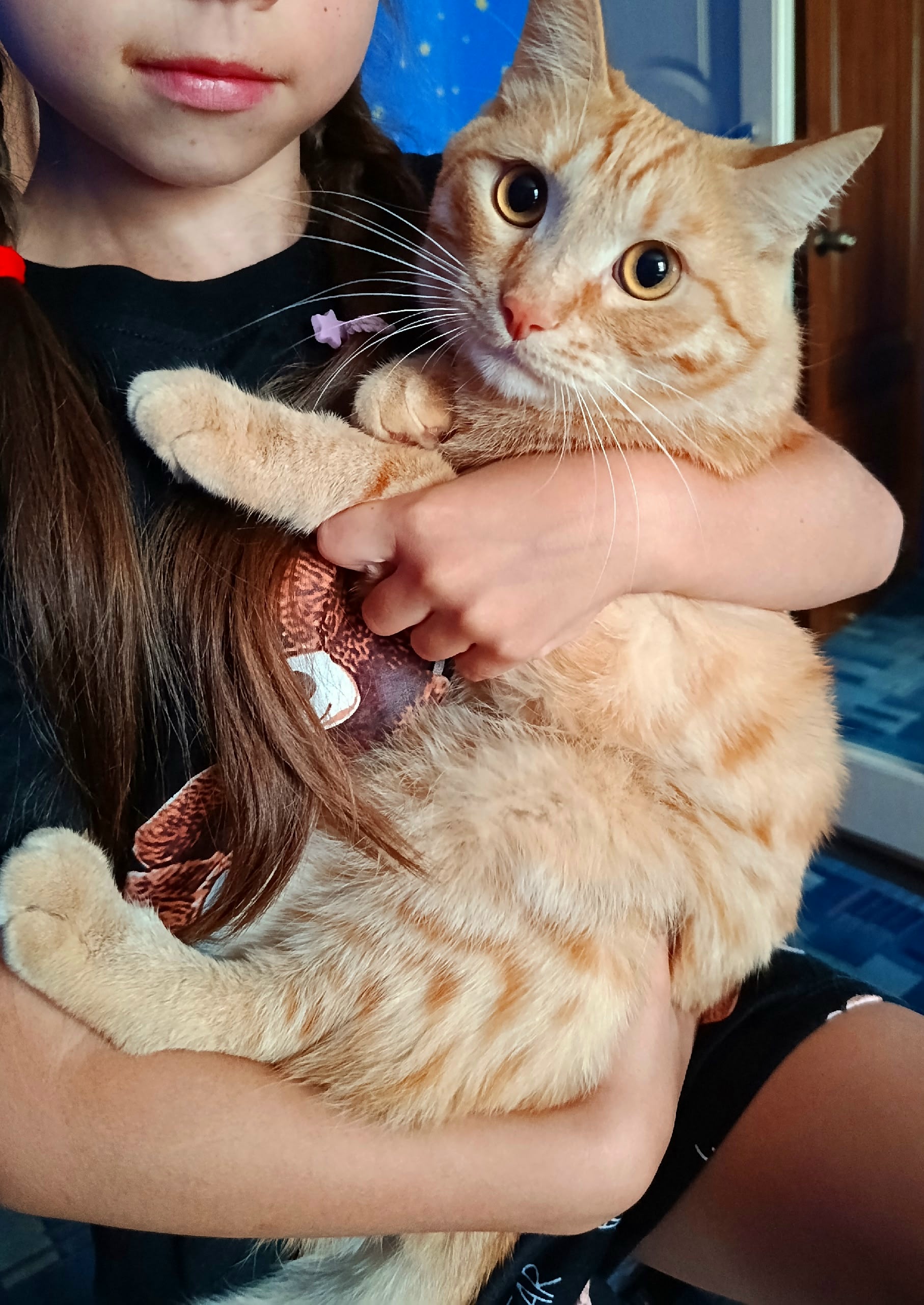 Найденная кошка в Новокузнецке Найдена кошка в Новокузнецке — фото объявления