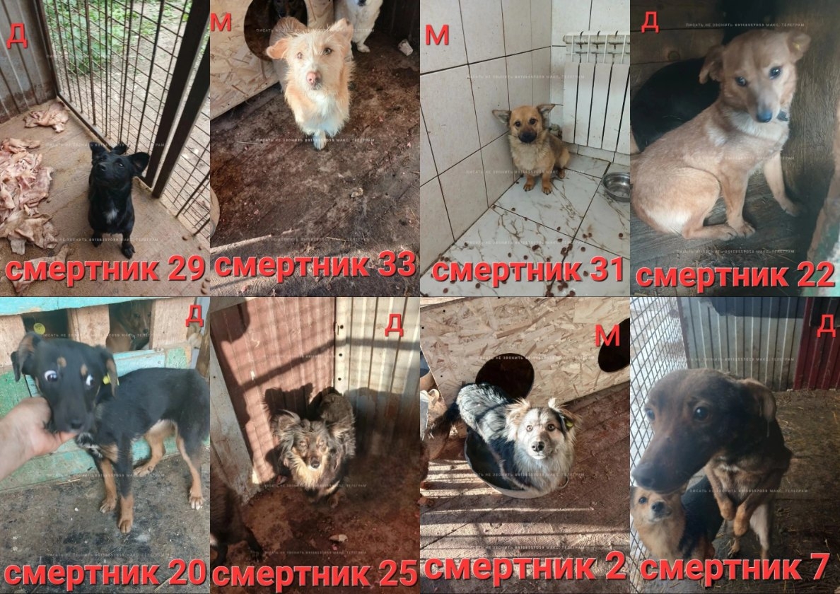 Найденная собака в Липецке Найдена собака в Липецке — фото объявления