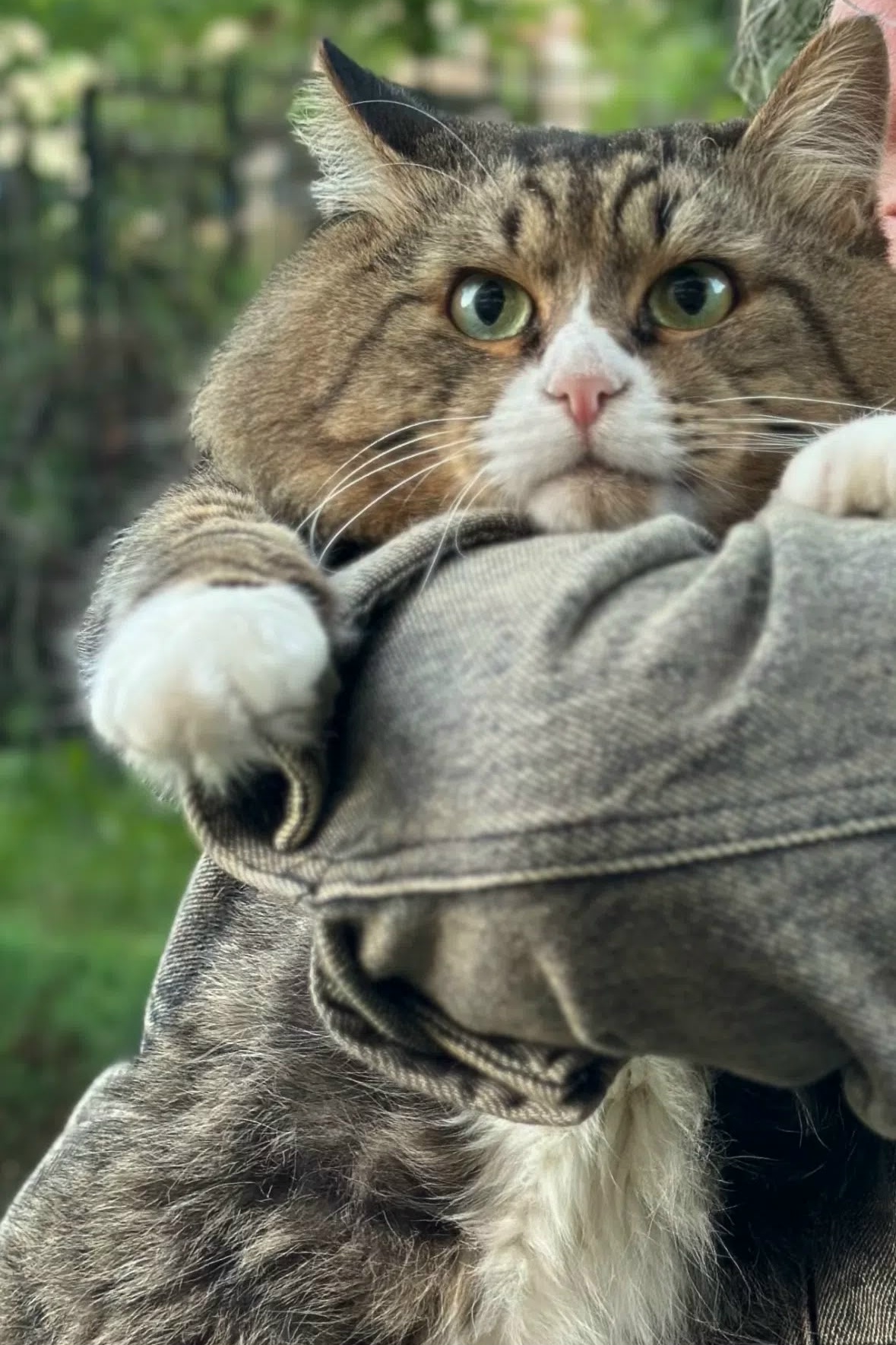 Найденная кошка в Калининграде Найдена кошка в Калининграде — фото объявления