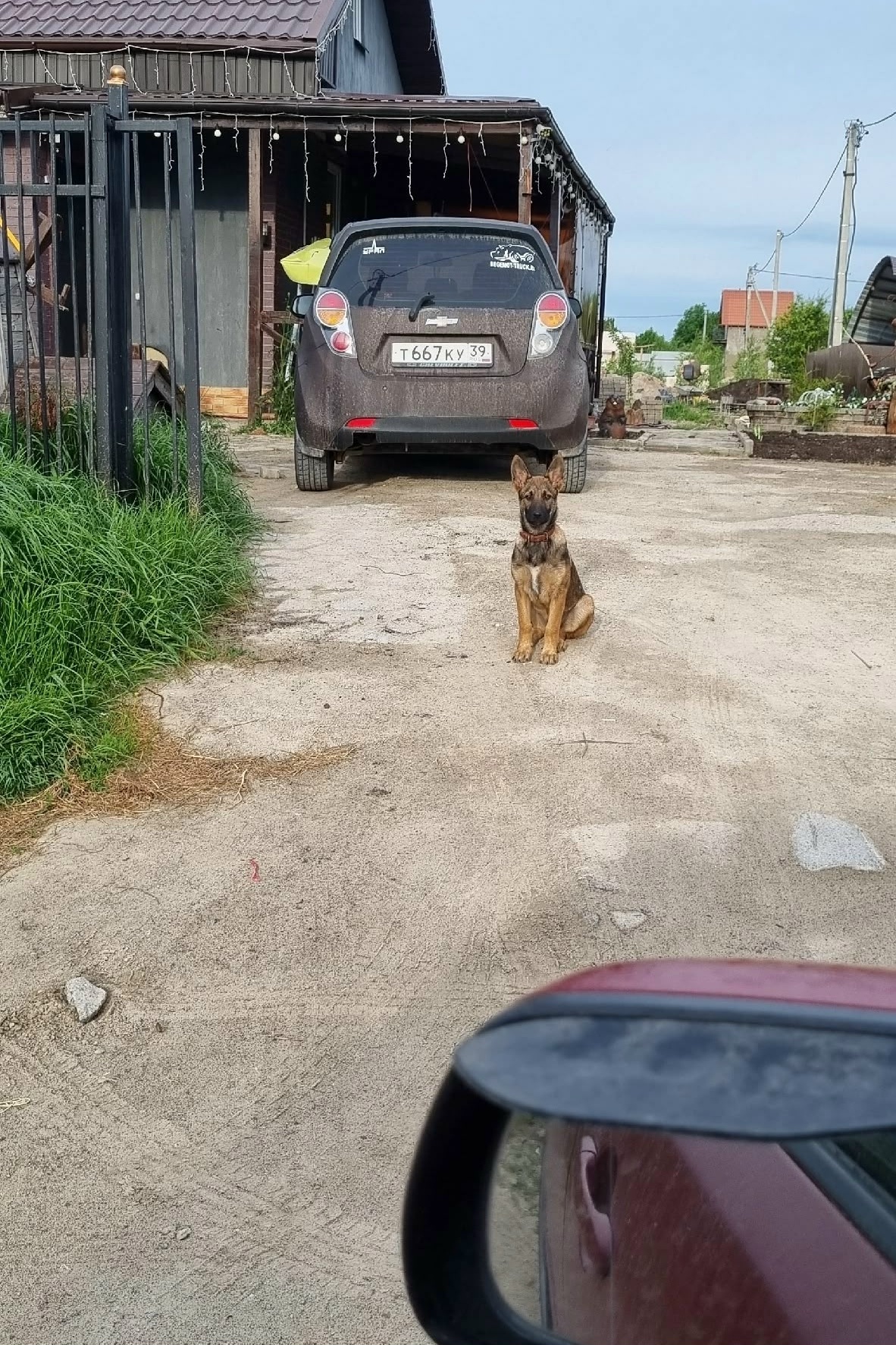 Найденная собака в Калининграде Найдена собака в Калининграде — фото объявления