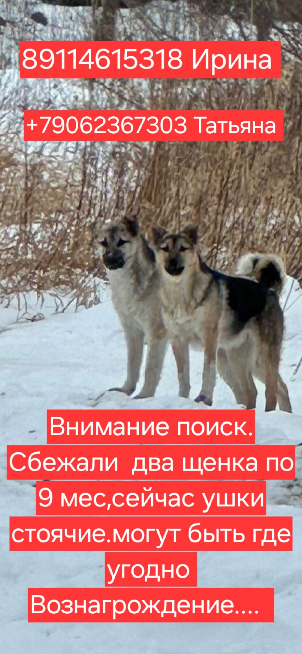 Найденная собака в Калининграде Найдена собака в Калининграде — фото объявления