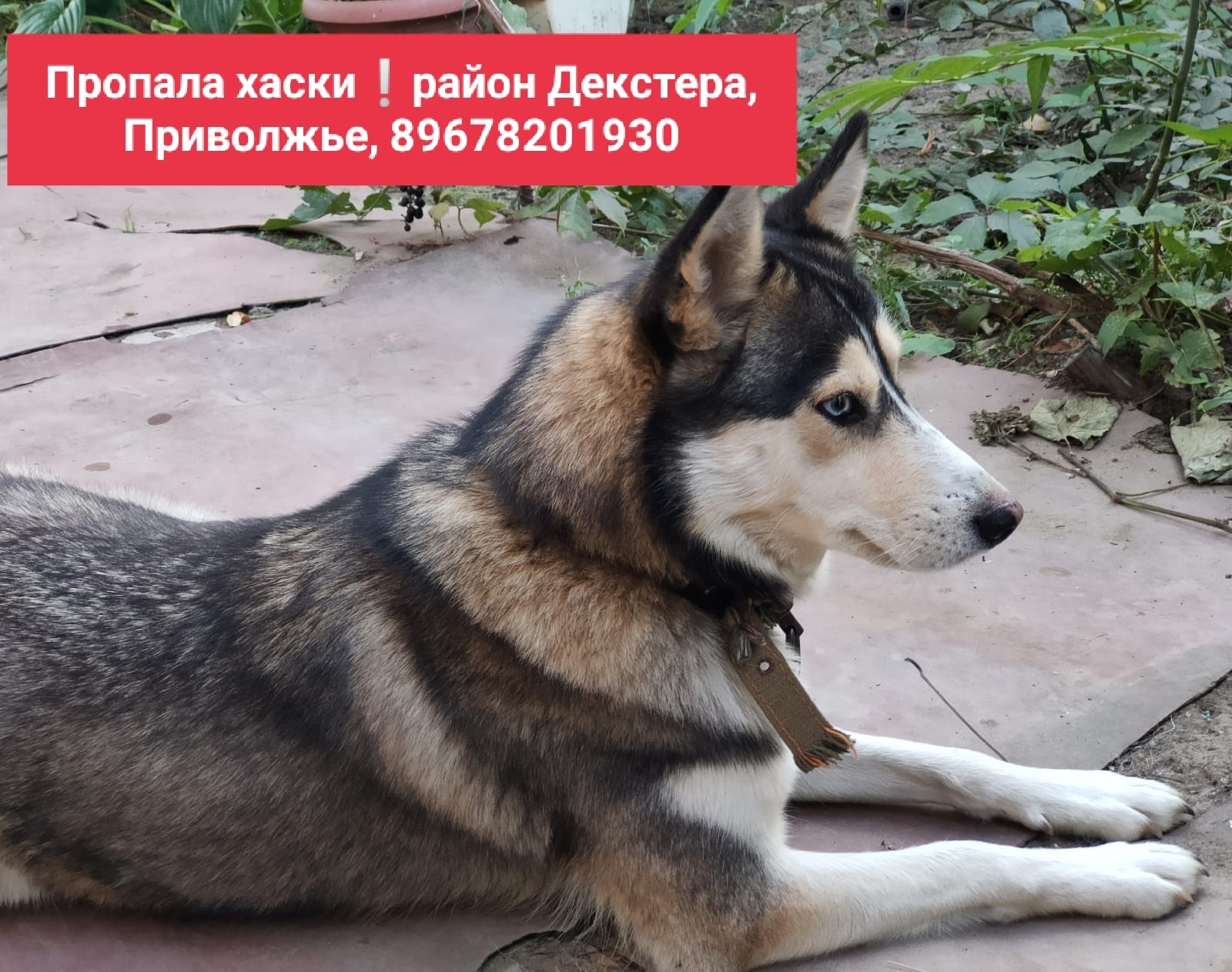 Объявление о питомце в Астрахани Объявление о питомце в Астрахани — фото объявления
