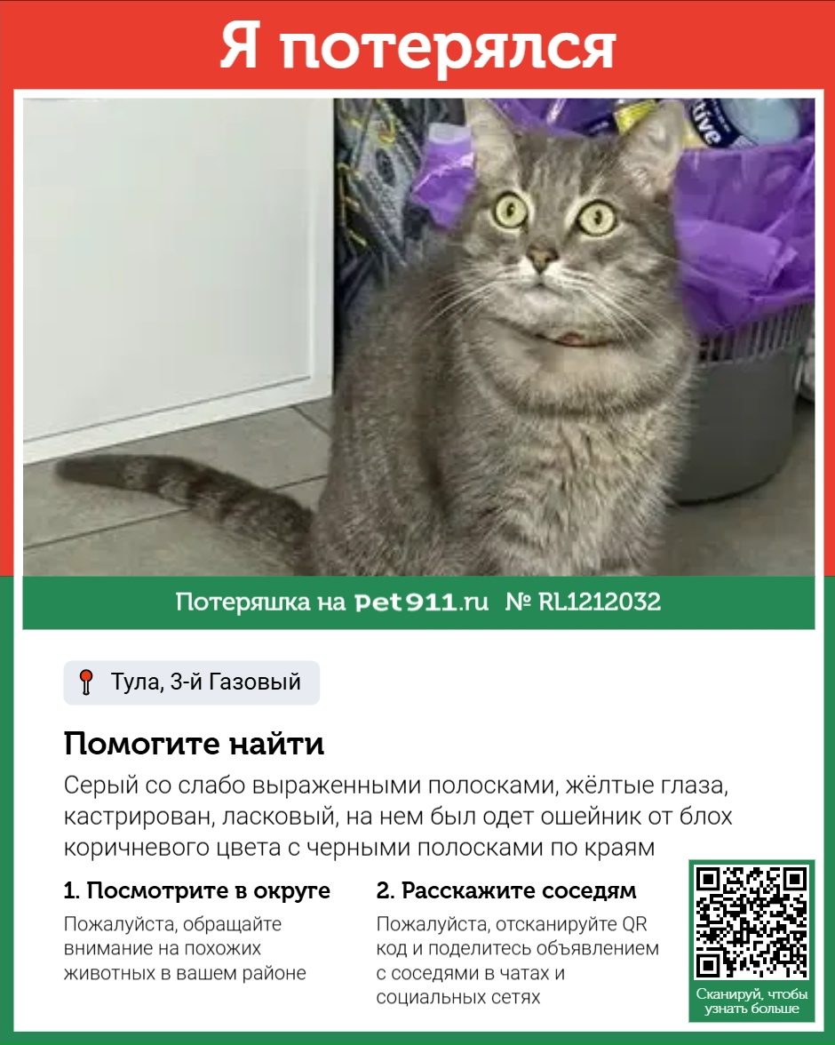 Найденная кошка в Туле Найдена кошка в Туле — фото объявления