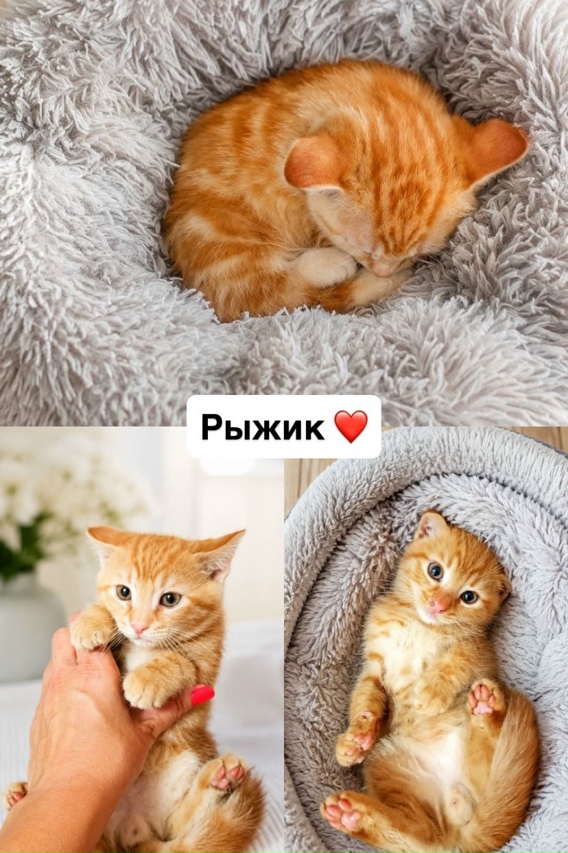 Объявление о питомце в Сочи Объявление о питомце в Сочи — фото объявления