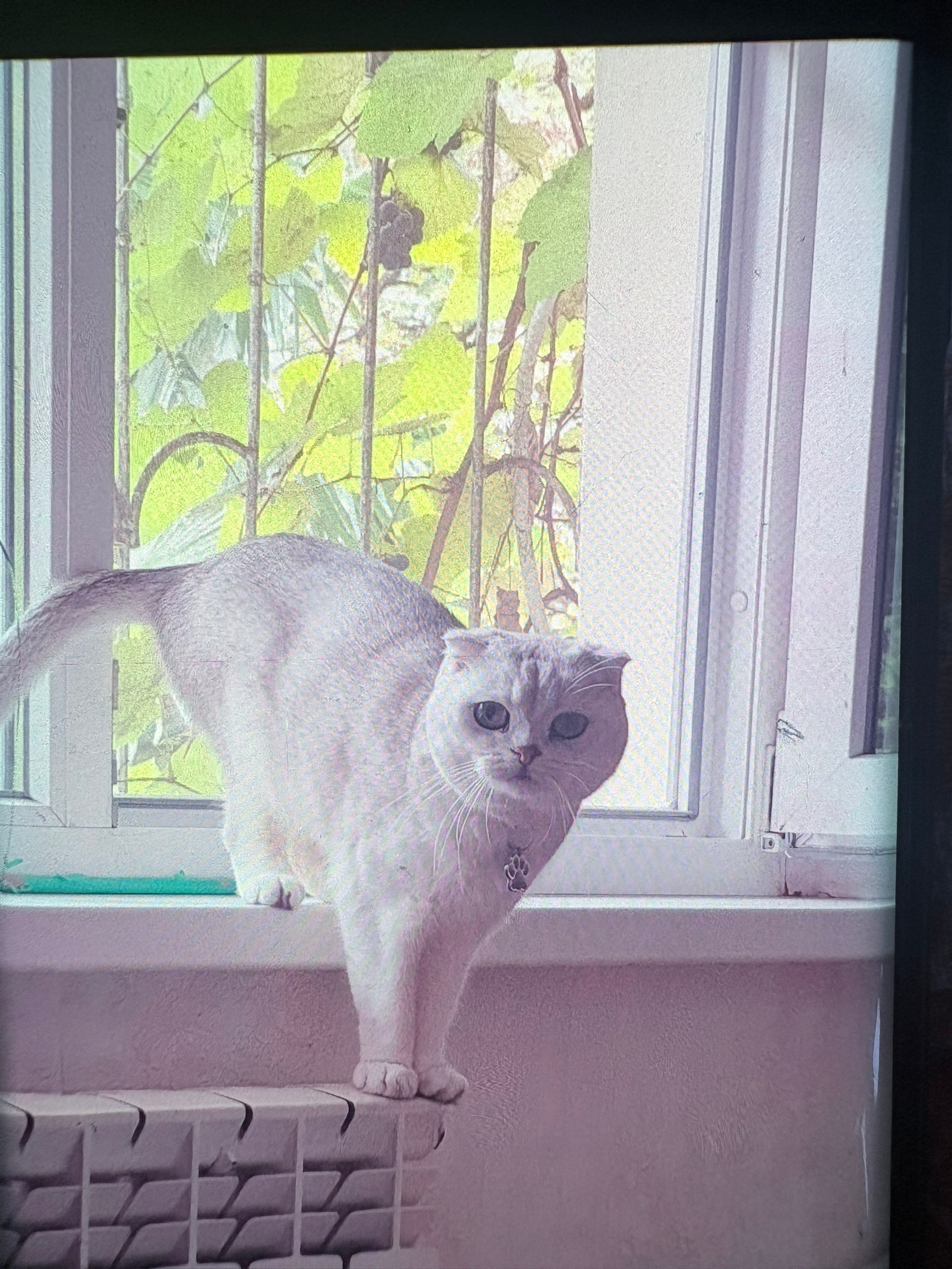 Найденная кошка в Сочи Найдена кошка в Сочи — фото объявления