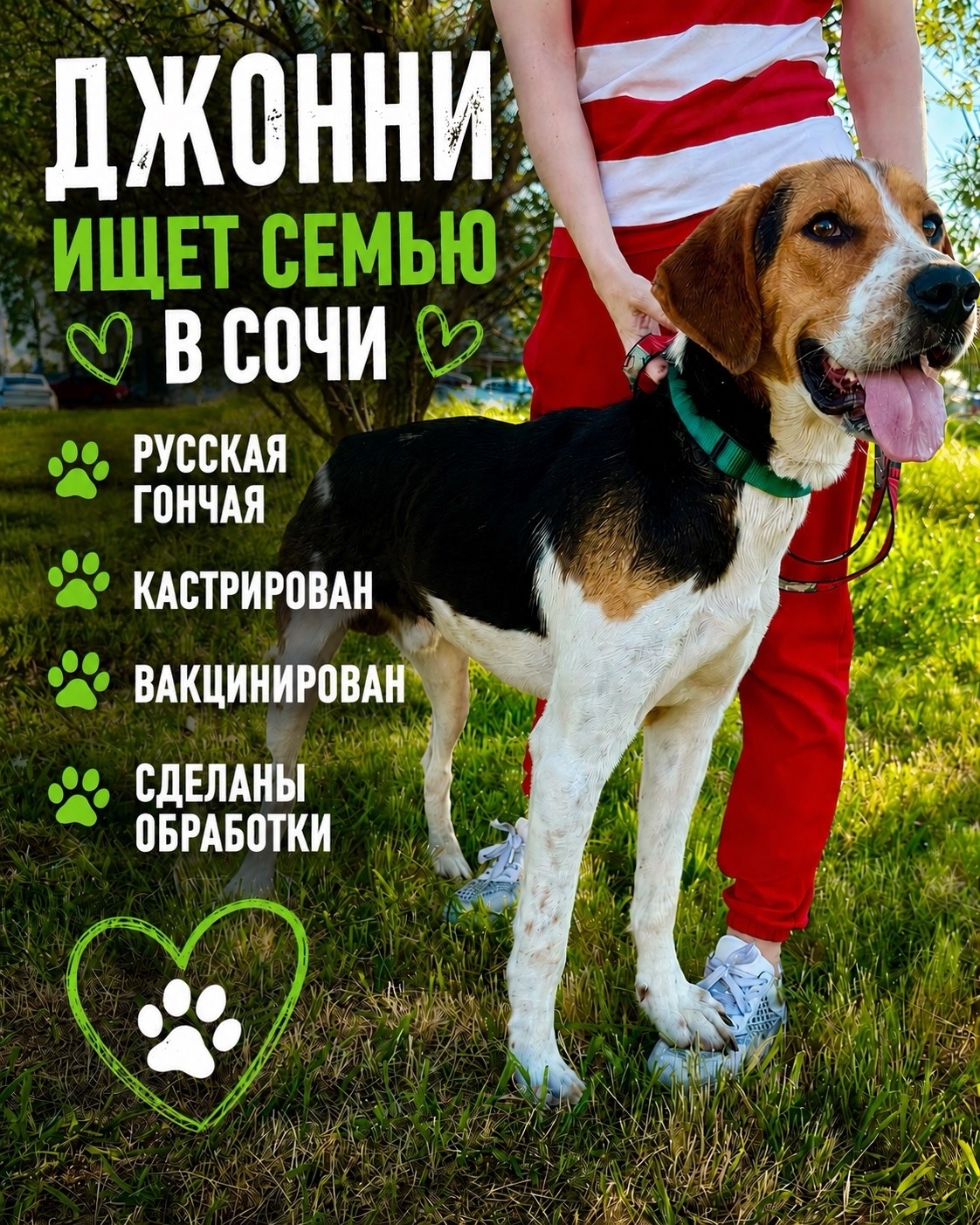 Найденная собака в Сочи Найдена собака в Сочи — фото объявления