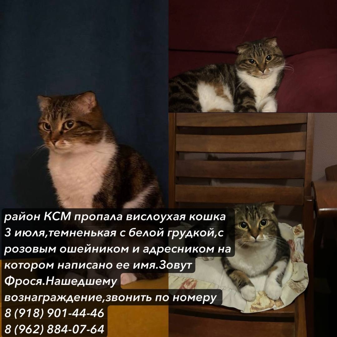 Найденная кошка в Сочи Найдена кошка в Сочи — фото объявления