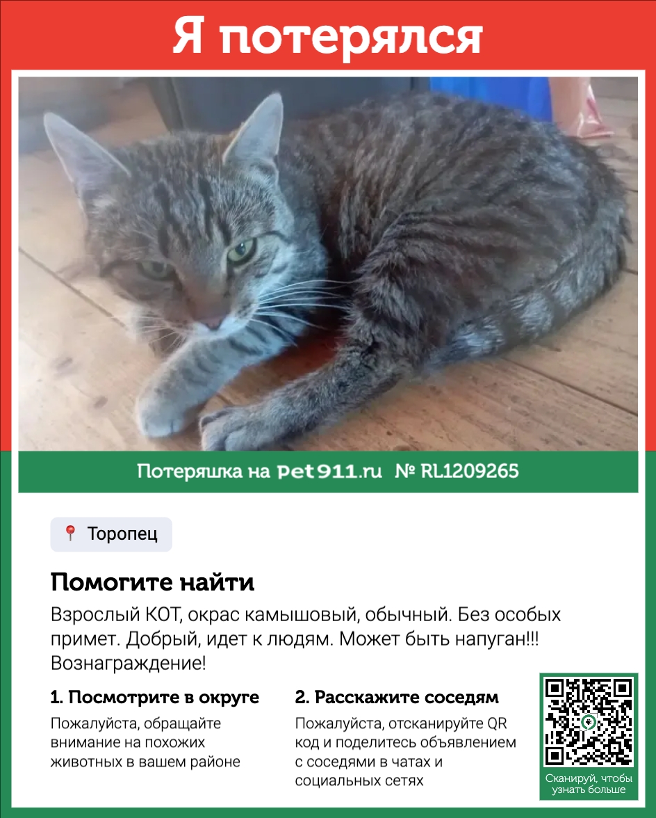 Найденная кошка в Твери Найдена кошка в Твери — фото объявления