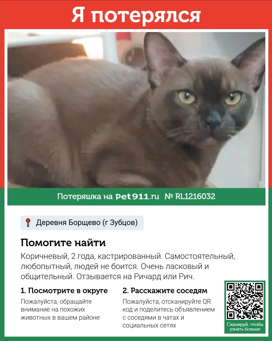 Найденная кошка в Твери Найдена кошка в Твери — фото объявления