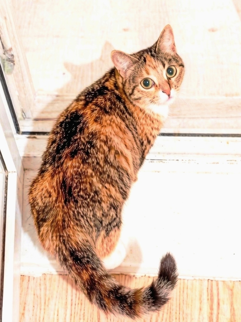 Найденная кошка в Владимире Найдена кошка в Владимире — фото объявления