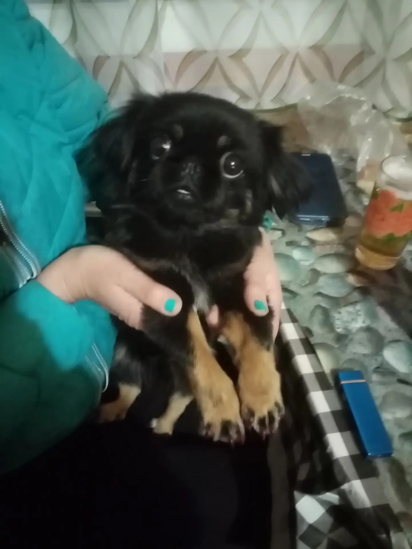 Найденная собака в Чите Найдена собака в Чите — фото объявления