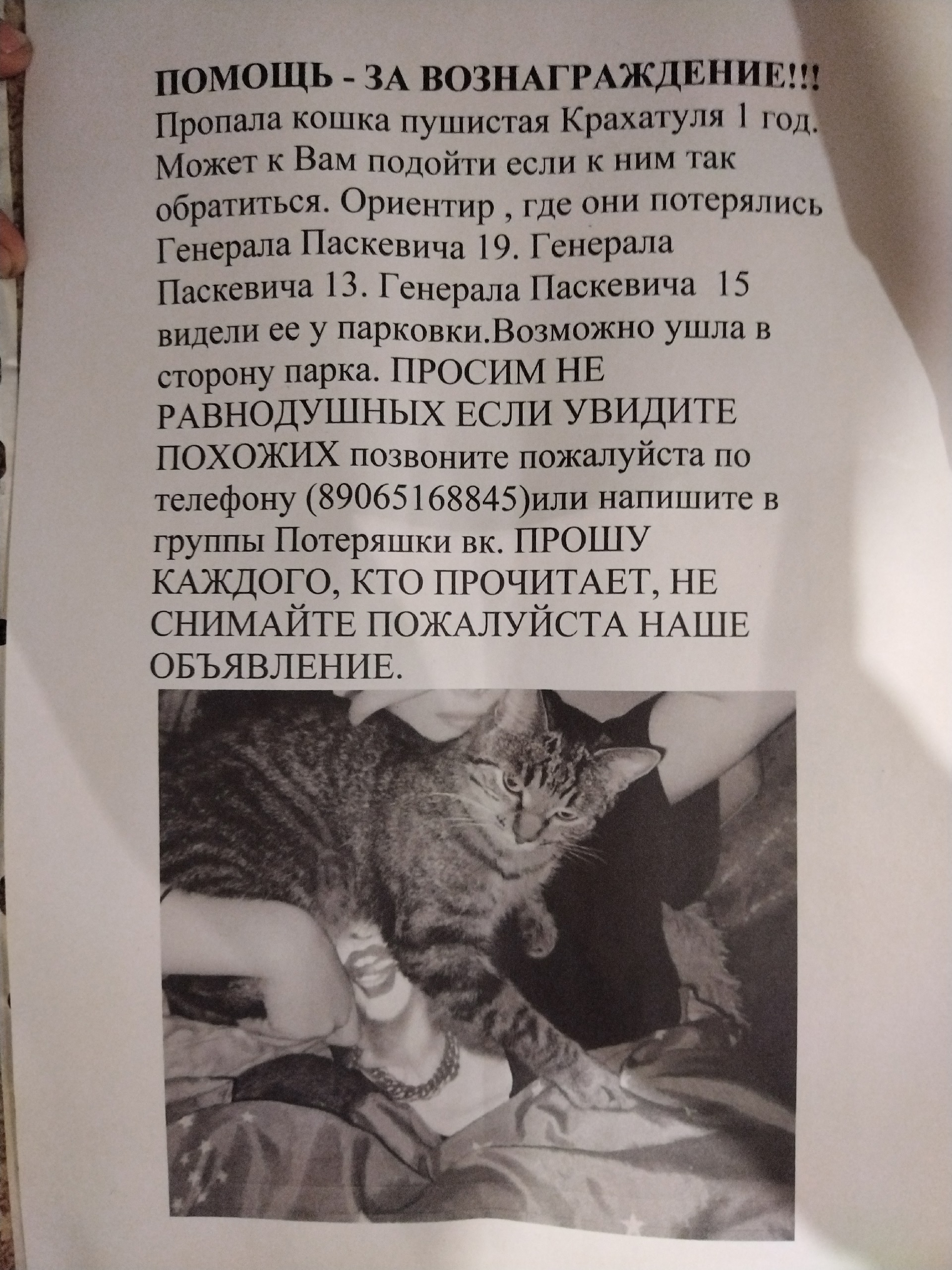 Объявление о питомце в Смоленске Объявление о питомце в Смоленске — фото объявления