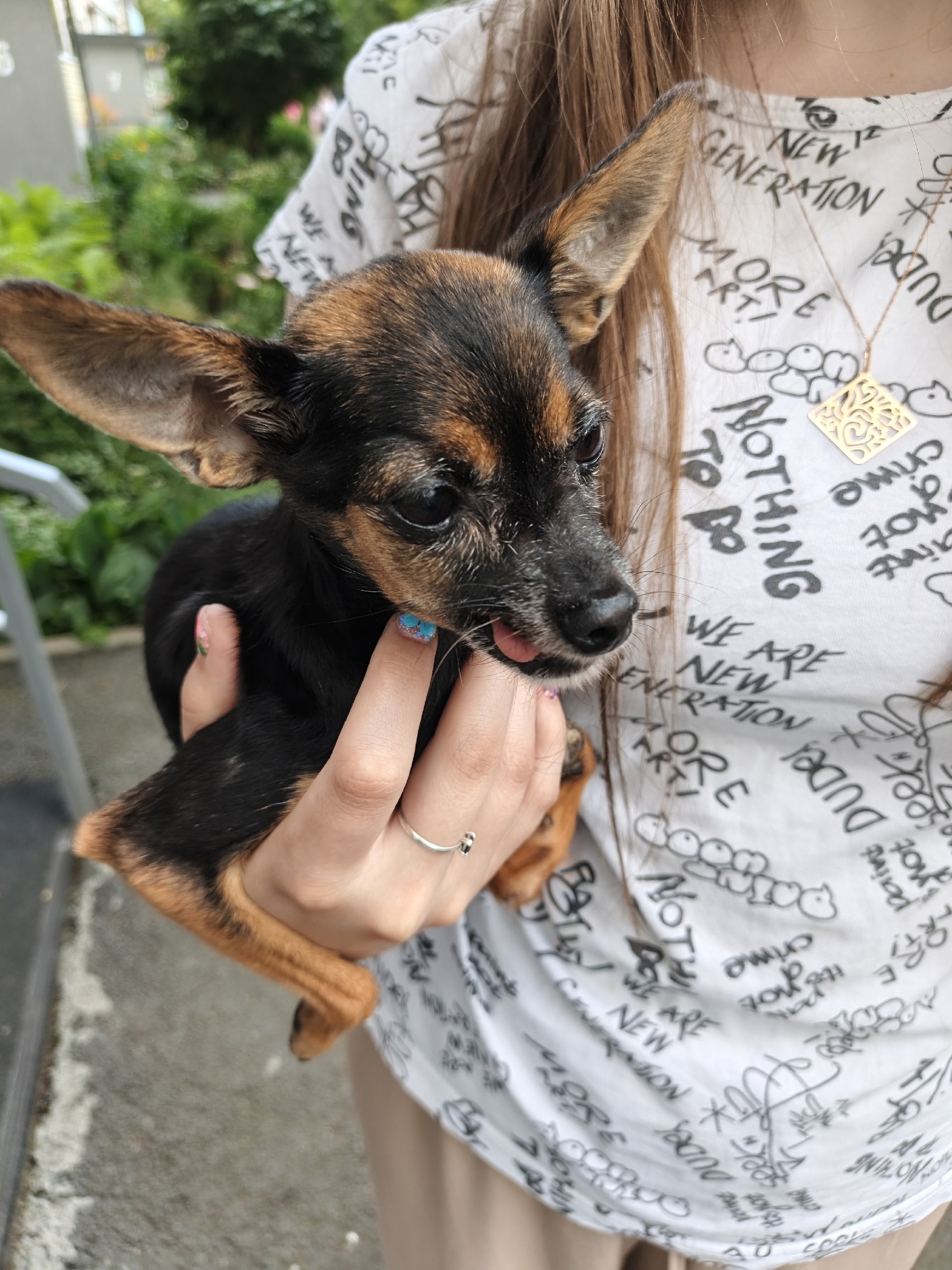 Объявление о питомце в Кургане Объявление о питомце в Кургане — фото объявления