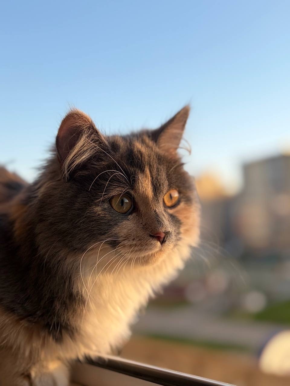 Найденная кошка в Йошкар-Оле Найдена кошка в Йошкар-Оле — фото объявления