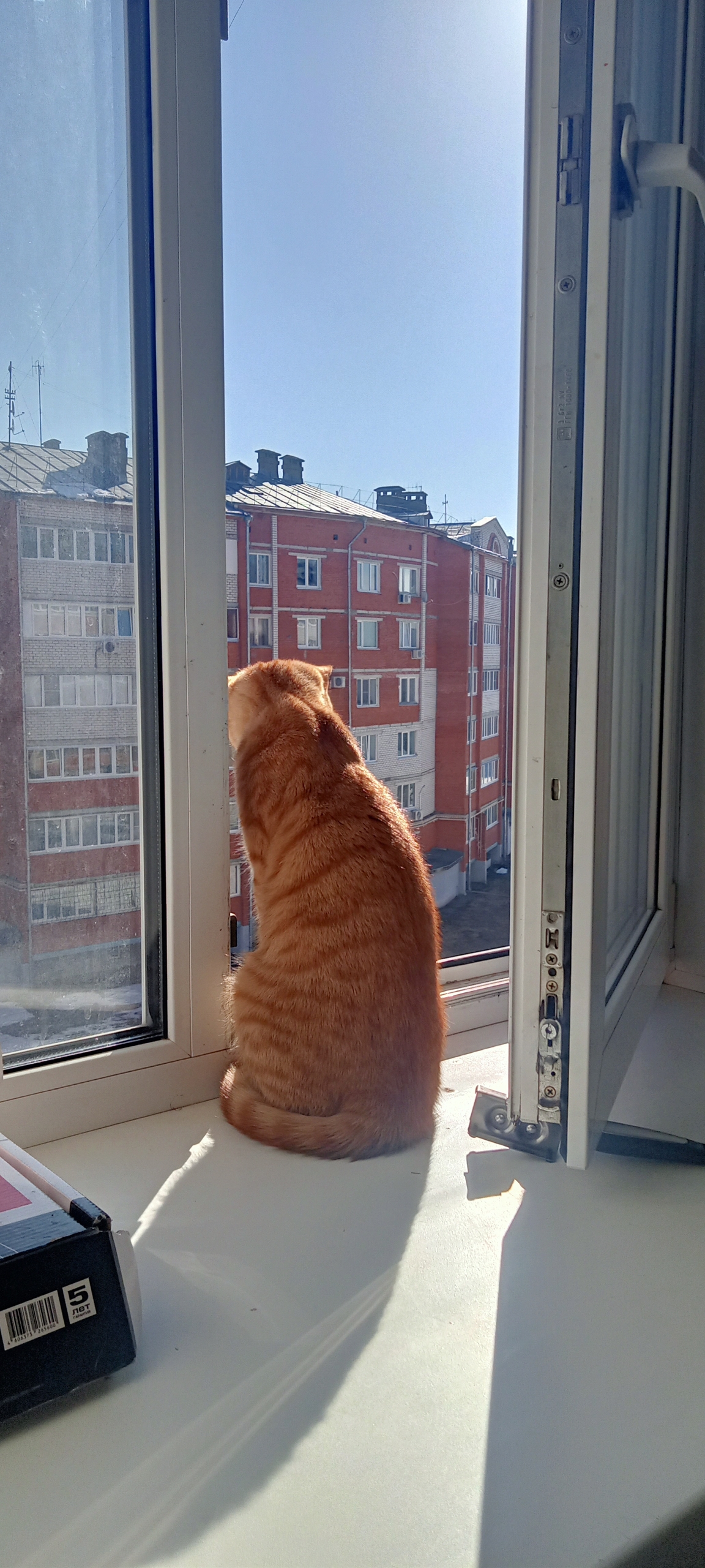 Найденная кошка в Йошкар-Оле Найдена кошка в Йошкар-Оле — фото объявления