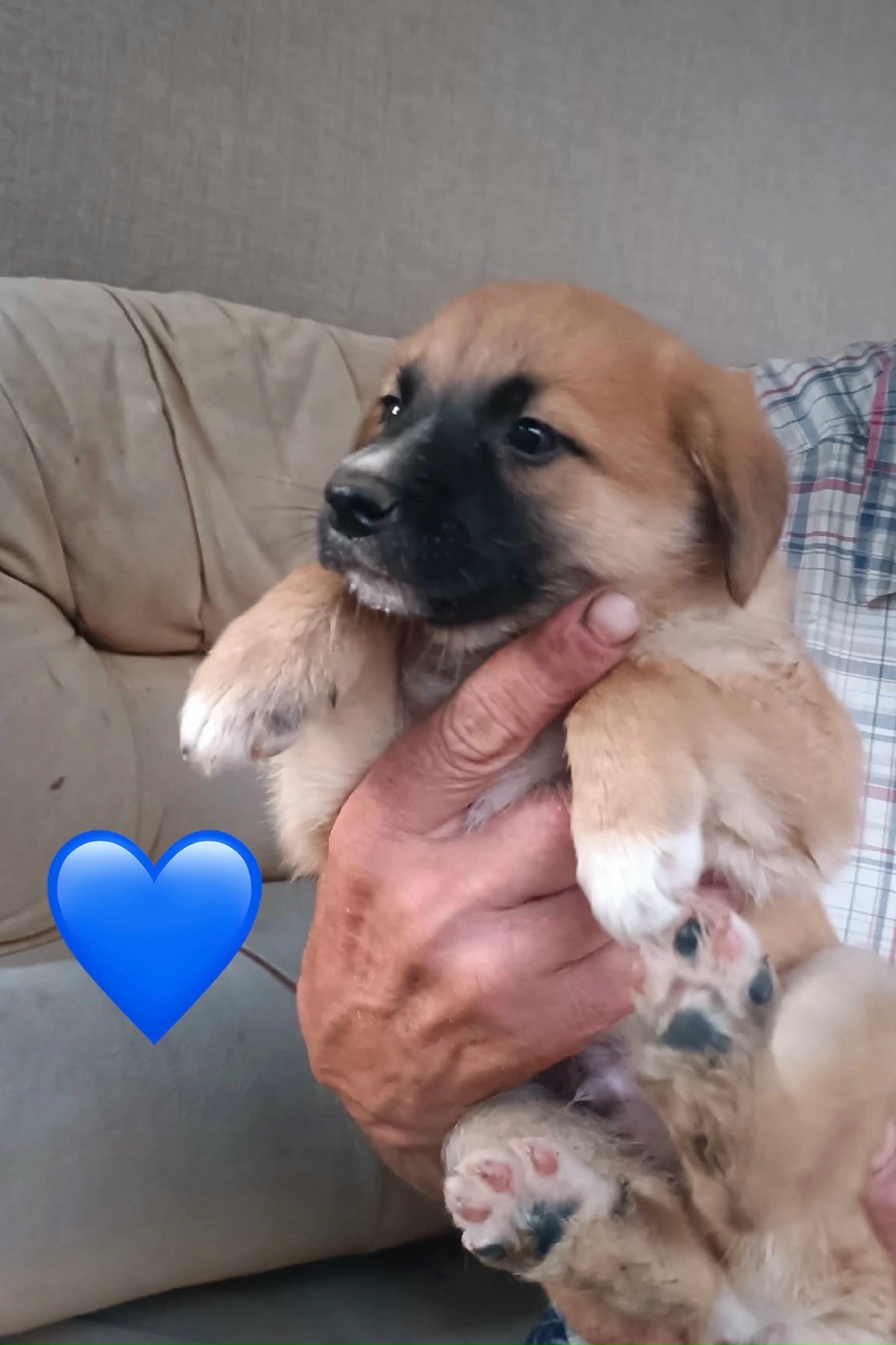 Объявление о питомце в Костроме Объявление о питомце в Костроме — фото объявления