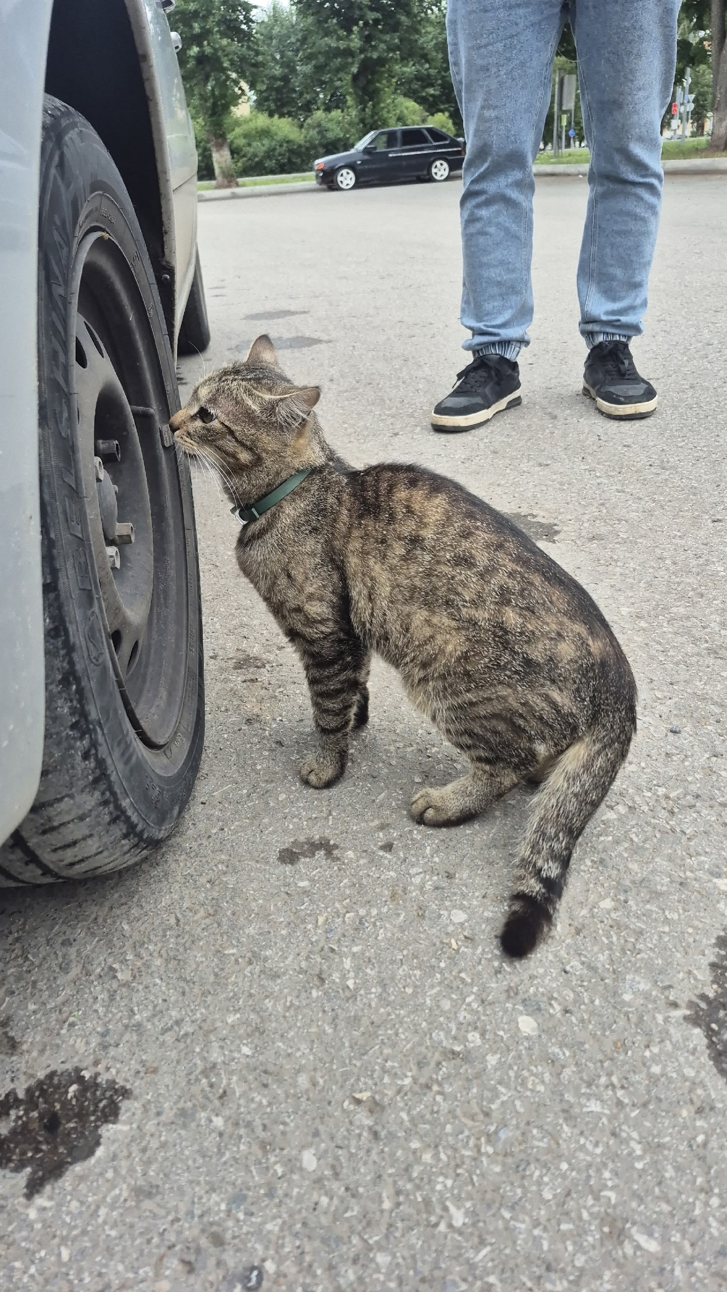 Объявление о питомце в Нижнекамске Объявление о питомце в Нижнекамске — фото объявления