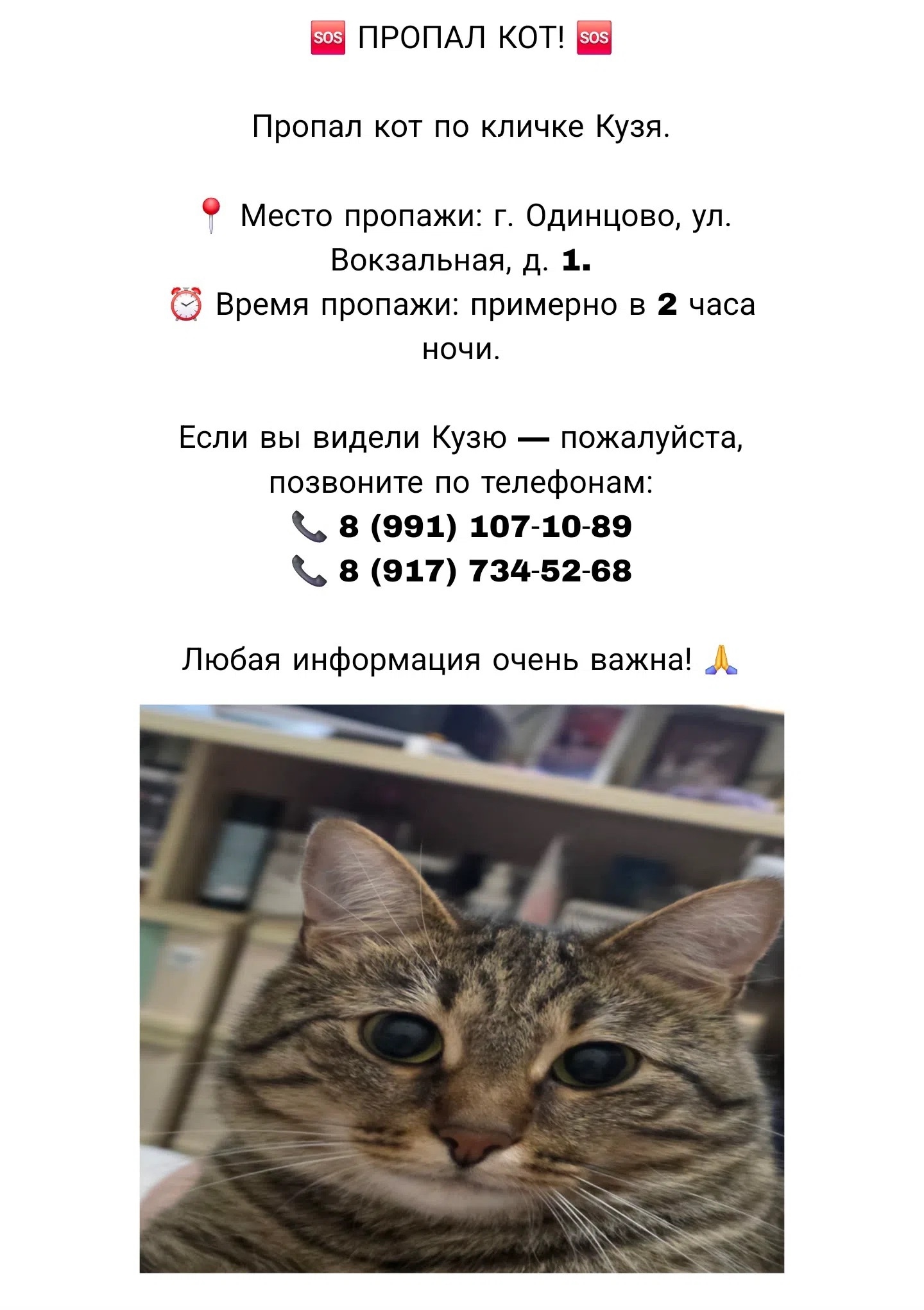 Найденная кошка в Одинцове Найдена кошка в Одинцове — фото объявления