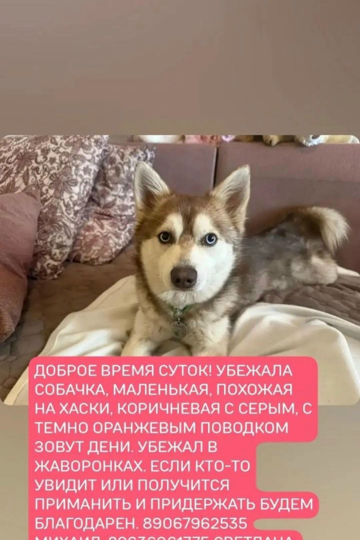 Найденная собака в Одинцове Найдена собака в Одинцове — фото объявления