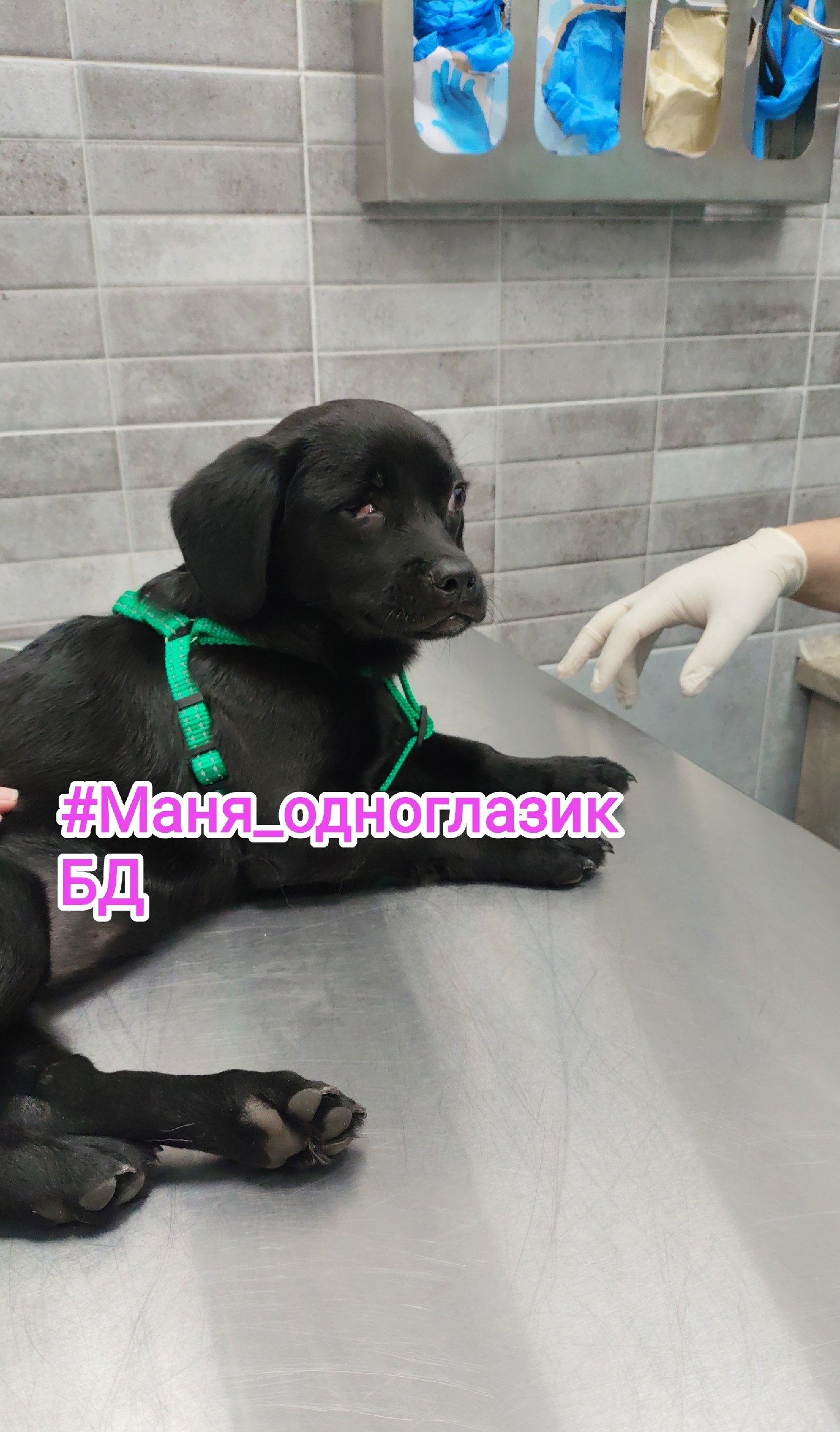 Найденная собака в Орехово-Зуеве Найдена собака в Орехово-Зуеве — фото объявления