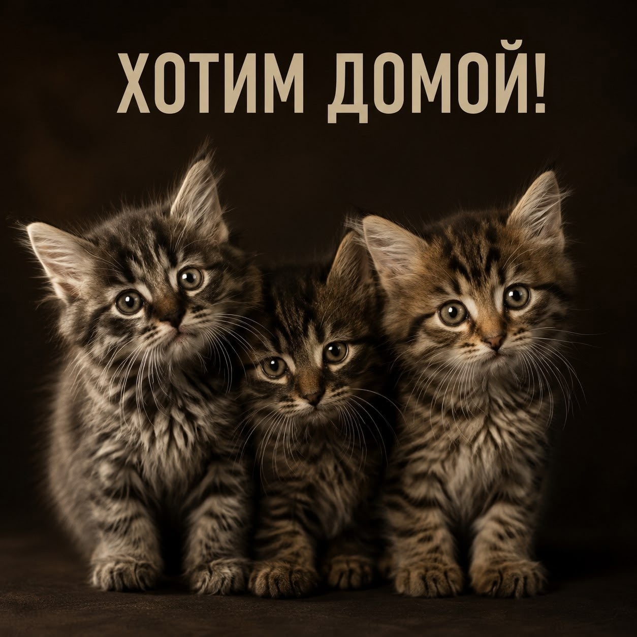 Найденная кошка в Ржеве Найдена кошка в Ржеве — фото объявления