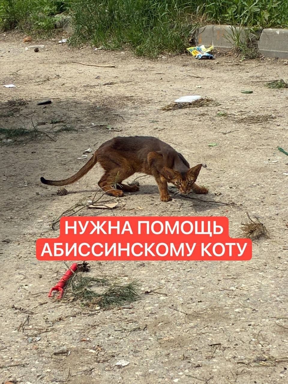 Найденная кошка в Рузе Найдена кошка в Рузе — фото объявления