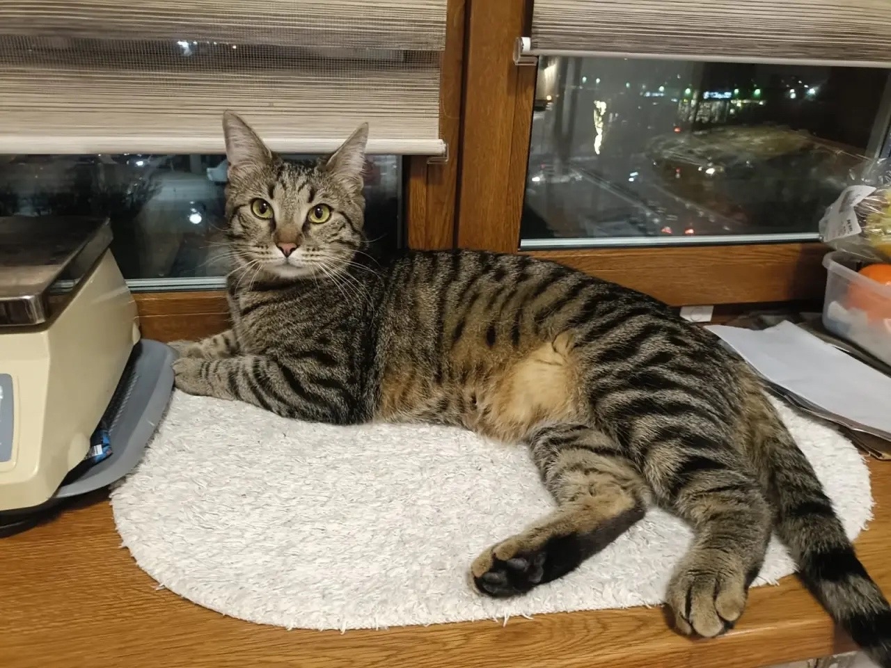 Найденная кошка в Рузе Найдена кошка в Рузе — фото объявления