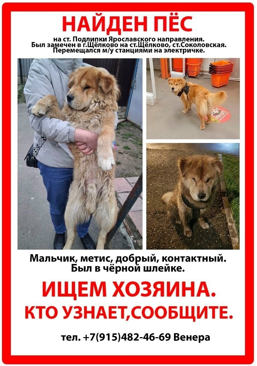 Пропавшая собака в Щёлкове Пропала собака в Щёлкове — фото объявления