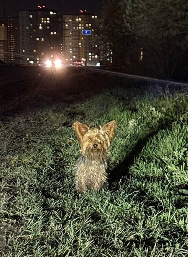 Найденная собака в Нижнем Новгороде Найдена собака в Нижнем Новгороде — фото объявления